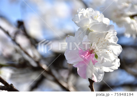 白とピンクの源平咲きするハナモモの花 75948194