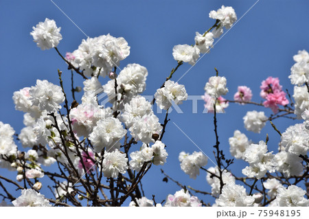 白とピンクの源平咲きするハナモモの花 75948195