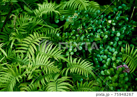 うっそうと生い茂るシダ植物の葉 75948267