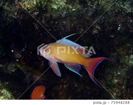 キンギョハナダイ 75948288