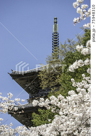 満開の桜と清水寺の三重塔(島根県安来市) 満開の桜と清水寺の三重塔(島根県安来市) 75948310
