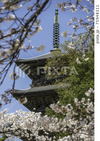 満開の桜と清水寺の三重塔(島根県安来市) 満開の桜と清水寺の三重塔(島根県安来市) 75948311