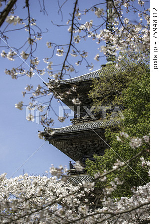 満開の桜と清水寺の三重塔(島根県安来市) 満開の桜と清水寺の三重塔(島根県安来市) 75948312