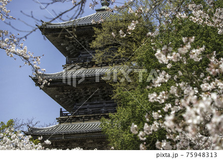 満開の桜と清水寺の三重塔(島根県安来市) 満開の桜と清水寺の三重塔(島根県安来市) 75948313