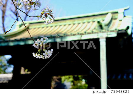 【東京】湯島聖堂入徳門の桜(春) 【東京】湯島聖堂入徳門の桜(春) 75948325