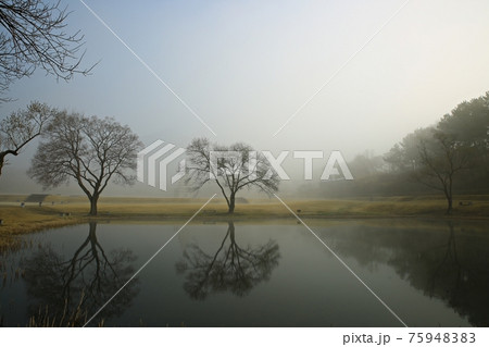 樹木 霧 湖 75948383