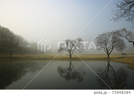 樹木 霧 湖 75948384