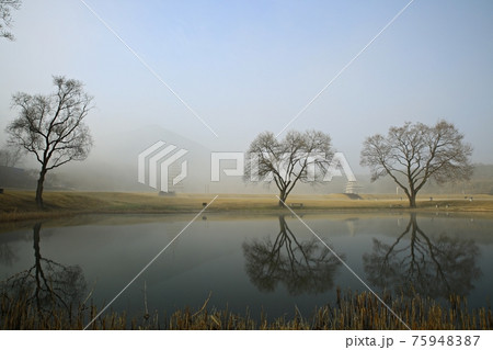 樹木 霧 湖 75948387