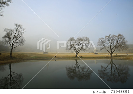 樹木 霧 湖 75948391