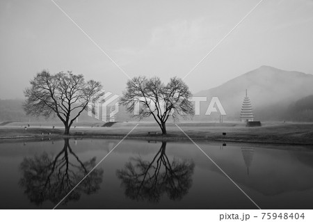 樹木 霧 湖 75948404