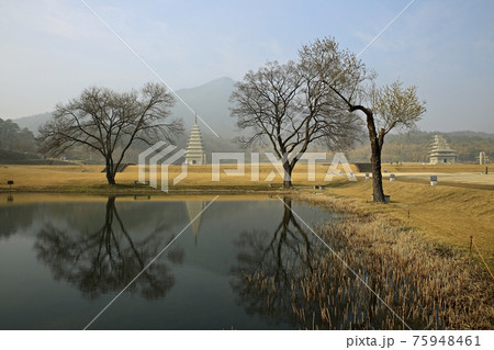 樹木 湖 風景 75948461