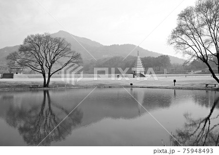 樹木 霧 湖 75948493