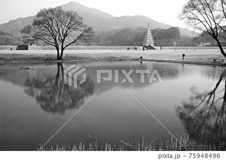 樹木 霧 湖 75948496