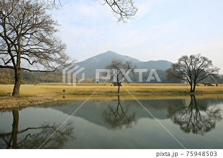 樹木 霧 湖 75948503