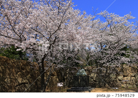 萩城跡の桜 萩城跡の桜 75948529