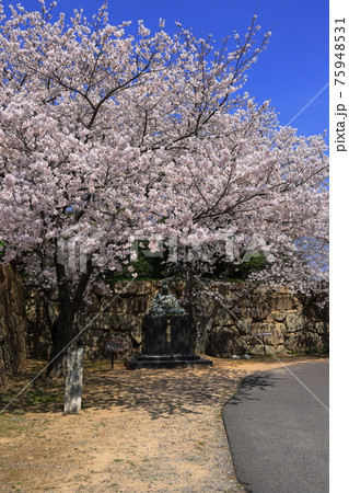 萩城跡の桜 萩城跡の桜 75948531