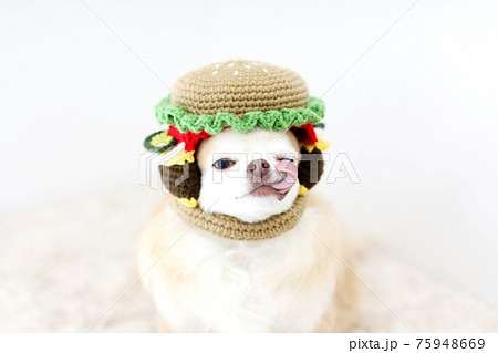 チワワ チワワ 75948669