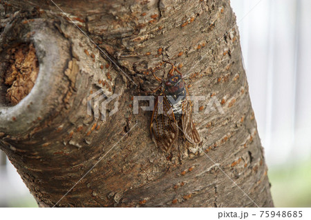 木に同化するアブラゼミ 75948685