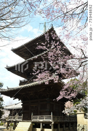 道成寺のしだれ桜　三重塔 75948692