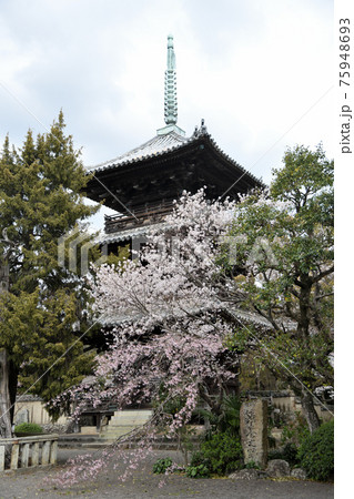 道成寺のしだれ桜　三重塔 75948693