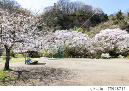 東京都 多摩川緑地 野球場ベンチと桜 東京都 多摩川緑地 野球場ベンチと桜 75948715