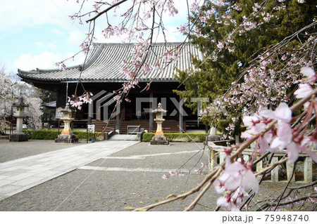 道成寺本堂としだれ桜 道成寺本堂としだれ桜 75948740