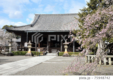道成寺本堂としだれ桜 道成寺本堂としだれ桜 75948742