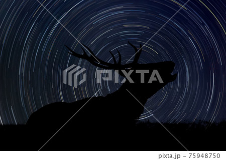 Deer at night with startrail in the background 75948750