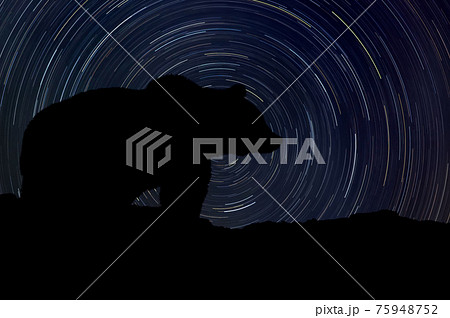 Bear at night with startrail in the background 75948752