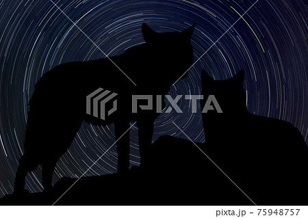 Wolf at night with startrail in the background 75948757