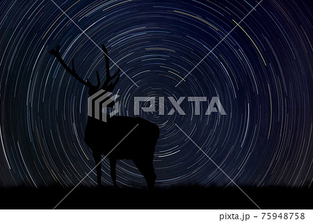 Deer at night with startrail in the background 75948758
