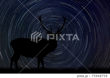 Deer at night with startrail in the background 75948759