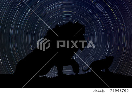 Big and baby lion at night with startrail in the background 75948766