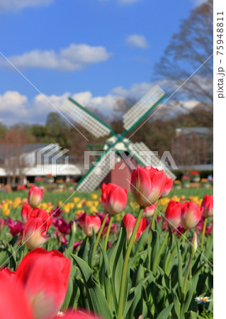 チューリップ畑 75948811