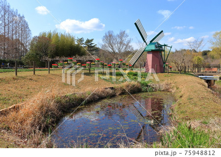 チューリップ畑 チューリップ畑 75948812