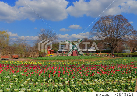 チューリップ畑 チューリップ畑 75948813