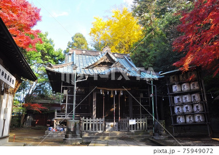 神奈川県藤沢市　諏訪神社本殿と境内秋景色 75949072