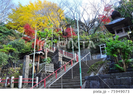 神奈川県藤沢市 諏訪神社境内入口階段付近秋景色 神奈川県藤沢市 諏訪神社境内入口階段付近秋景色 75949073