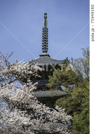 満開の桜と清水寺の三重塔(島根県安来市) 満開の桜と清水寺の三重塔(島根県安来市) 75949160