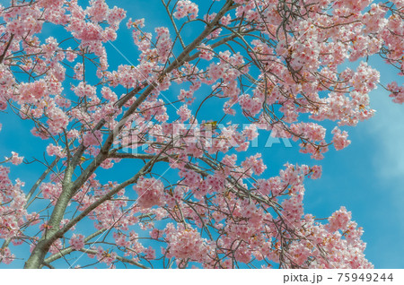 桜の木に止まるメジロ 75949244