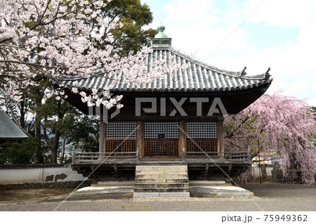 道成寺 護摩堂と入相桜 道成寺 護摩堂と入相桜 75949362