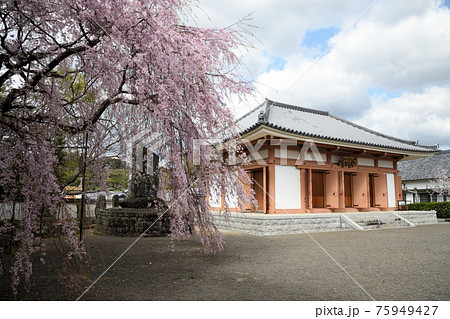 道成寺　念仏堂としだれ桜 75949427