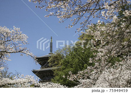 満開の桜と清水寺の三重塔(島根県安来市) 満開の桜と清水寺の三重塔(島根県安来市) 75949459