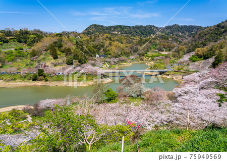 佐久間ダム湖親水公園の桜 佐久間ダム湖親水公園の桜 75949569