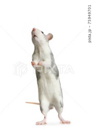 Nice little rat standing on his hind legs over white Nice little rat standing on his hind legs over white 75949701