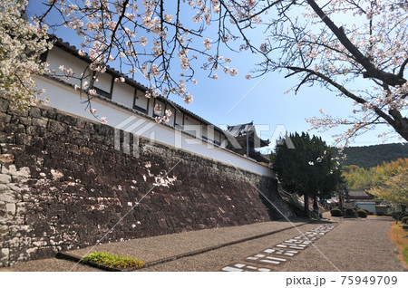 草堂寺と桜 (和歌山県白浜町) 草堂寺と桜 (和歌山県白浜町) 75949709