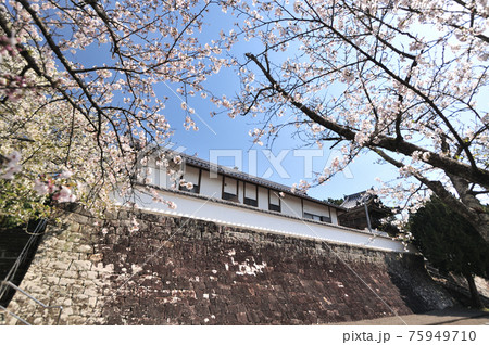 草堂寺と桜 (和歌山県白浜町) 草堂寺と桜 (和歌山県白浜町) 75949710