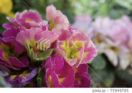 ジュリアンの花 75949785
