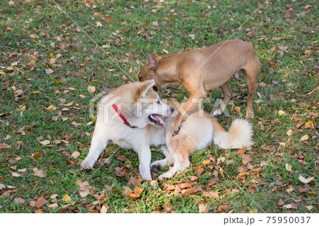 Akita inu puppy, american pit bull terrier puppy. 75950037