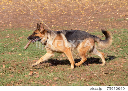 Cute german shepherd dog is running in the park. 75950040